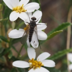 Olearia erubescens at Cotter River, ACT - 3 Dec 2015 12:33 PM