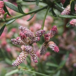 Podocarpus lawrencei at Cotter River, ACT - 3 Dec 2015 12:14 PM