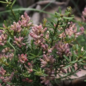 Podocarpus lawrencei at Cotter River, ACT - 3 Dec 2015