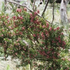 Podocarpus lawrencei at Cotter River, ACT - 3 Dec 2015