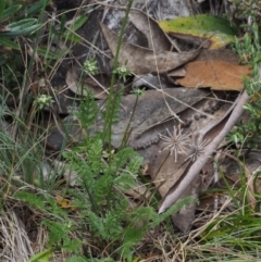 Oreomyrrhis eriopoda at Cotter River, ACT - 3 Dec 2015