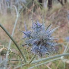 Eryngium ovinum (Blue Devil) at Stranger Pond - 26 Dec 2015 by michaelb