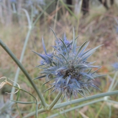 Eryngium ovinum (Blue Devil) at Bonython, ACT - 26 Dec 2015 by MichaelBedingfield