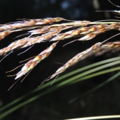 Sorghum leiocladum (Wild Sorghum) at Bonython, ACT - 26 Dec 2015 by michaelb