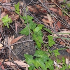 Hedera sp. (helix or hibernica) (Ivy) at Bonython, ACT - 26 Dec 2015 by michaelb