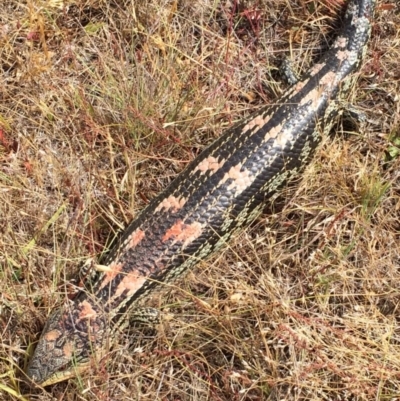 Tiliqua nigrolutea (Blotched Blue-tongue) at Bungendore, NSW - 27 Dec 2015 by yellowboxwoodland