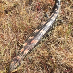 Tiliqua nigrolutea at Bungendore, NSW - 27 Dec 2015