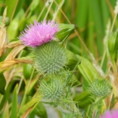 Cirsium vulgare (Spear Thistle) at Fadden, ACT - 26 Dec 2015 by RyuCallaway