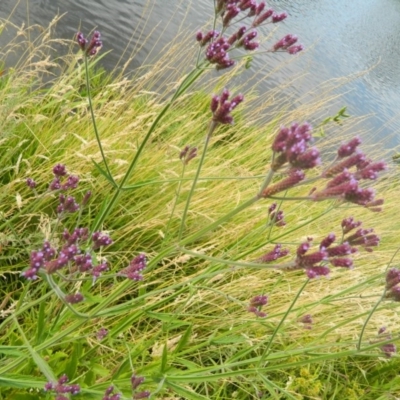 Verbena incompta (Purpletop) at Fadden Hills Pond - 27 Dec 2015 by ArcherCallaway