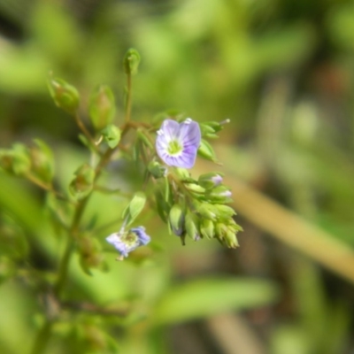 Veronica gracilis (Slender Speedwell) at Fadden, ACT - 26 Dec 2015 by RyuCallaway