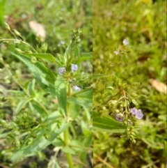 Veronica gracilis at Fadden, ACT - 27 Dec 2015 09:09 AM