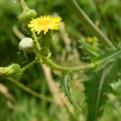 Sonchus asper (Prickly Sowthistle) at Fadden Hills Pond - 27 Dec 2015 by ArcherCallaway