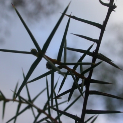 Acacia ulicifolia (Prickly Moses) at Hackett, ACT - 26 Dec 2015 by waltraud