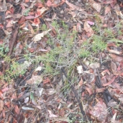 Acacia ulicifolia at Hackett, ACT - 26 Dec 2015 12:00 AM