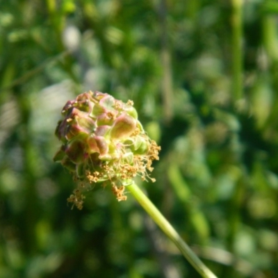 Sanguisorba minor (Salad Burnet, Sheep's Burnet) at Tuggeranong Creek to Monash Grassland - 25 Oct 2015 by ArcherCallaway