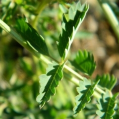 Sanguisorba minor at Monash, ACT - 25 Oct 2015