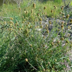 Sanguisorba minor at Monash, ACT - 25 Oct 2015 04:06 PM