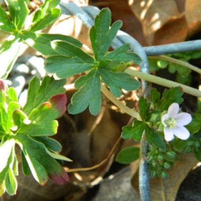 Geranium sp. (Geranium) at Tuggeranong Creek to Monash Grassland - 25 Oct 2015 by ArcherCallaway