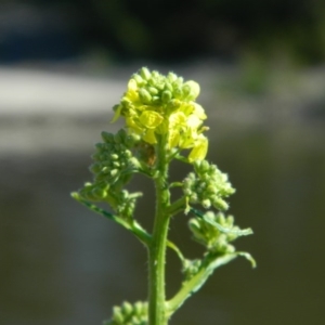 Hirschfeldia incana at Monash, ACT - 25 Oct 2015