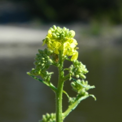 Hirschfeldia incana (Buchan Weed) at Isabella Pond - 25 Oct 2015 by RyuCallaway
