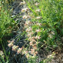 Salvia verbenaca var. verbenaca (Wild Sage) at Tuggeranong Creek to Monash Grassland - 25 Oct 2015 by ArcherCallaway