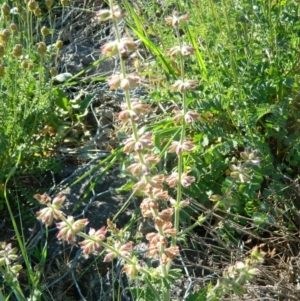 Salvia verbenaca var. verbenaca at Monash, ACT - 25 Oct 2015