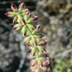 Salvia verbenaca var. verbenaca at Monash, ACT - 25 Oct 2015