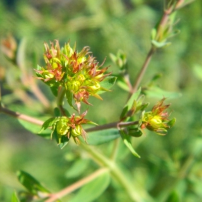 Hypericum perforatum (St John's Wort) at Monash, ACT - 25 Oct 2015 by RyuCallaway