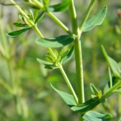 Hypericum perforatum at Monash, ACT - 25 Oct 2015