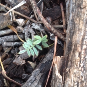 Swainsona sericea at Symonston, ACT - 27 Dec 2015 09:42 AM