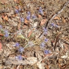 Eryngium ovinum (Blue Devil) at Symonston, ACT - 27 Dec 2015 by Mike