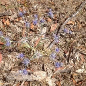 Eryngium ovinum at Symonston, ACT - 27 Dec 2015