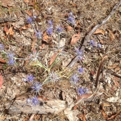 Eryngium ovinum (Blue Devil) at Symonston, ACT - 27 Dec 2015 by Mike