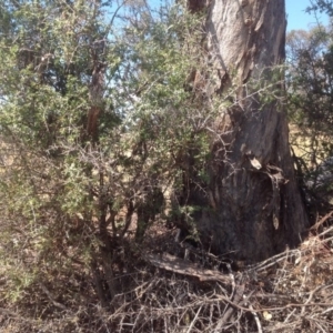 Lycium ferocissimum at Symonston, ACT - 27 Dec 2015