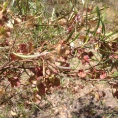 Dodonaea viscosa (Hop Bush) at O'Malley, ACT - 27 Dec 2015 by Mike