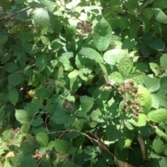 Rubus anglocandicans (Blackberry) at Mount Mugga Mugga - 27 Dec 2015 by Mike