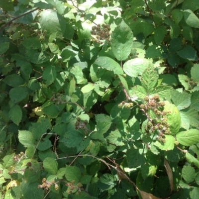 Rubus anglocandicans (Blackberry) at O'Malley, ACT - 27 Dec 2015 by Mike