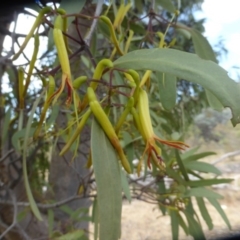 Muellerina eucalyptoides (Creeping Mistletoe) at Mount Mugga Mugga - 26 Dec 2015 by Mike
