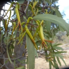 Muellerina eucalyptoides (Creeping Mistletoe) at Symonston, ACT - 26 Dec 2015 by Mike