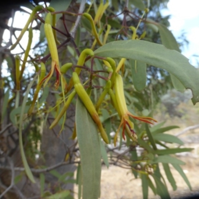 Muellerina eucalyptoides (Creeping Mistletoe) at Symonston, ACT - 26 Dec 2015 by Mike