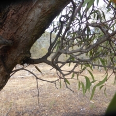 Muellerina eucalyptoides at Symonston, ACT - 27 Dec 2015