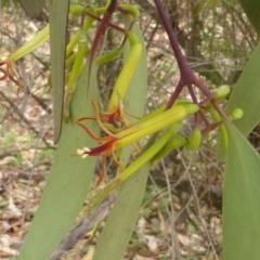 Muellerina eucalyptoides (Creeping Mistletoe) at Isaacs, ACT - 21 Dec 2015 by Mike