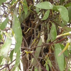 Muellerina eucalyptoides at Isaacs, ACT - 21 Dec 2015 10:33 AM