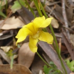 Goodenia pinnatifida (Scrambled Eggs) at Isaacs Ridge - 20 Dec 2015 by Mike