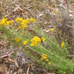 Chrysocephalum semipapposum (Clustered Everlasting) at Isaacs Ridge - 21 Dec 2015 by Mike