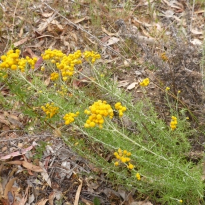 Chrysocephalum semipapposum (Clustered Everlasting) at Isaacs Ridge - 21 Dec 2015 by Mike