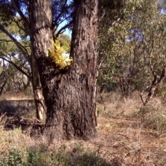 Ligustrum sinense (Narrow-leaf Privet, Chinese Privet) at Mount Mugga Mugga - 8 May 2011 by Mike