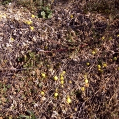 Cucumis myriocarpus (Prickly Paddy Melon) at Isaacs Ridge and Nearby - 13 May 2011 by Mike