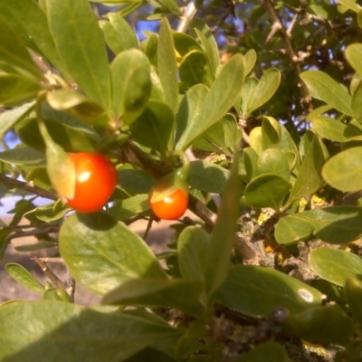 Lycium ferocissimum (African Boxthorn) at Isaacs Ridge and Nearby - 29 May 2011 by Mike