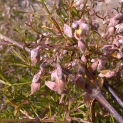 Clematis leptophylla (Small-leaf Clematis, Old Man's Beard) at Isaacs Ridge and Nearby - 2 Aug 2011 by Mike